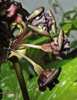 Tacca palmatifida, flowers with ribbed inferior ovary, Enrekang, South Sulawesi.