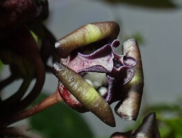 Tacca palmatifida flower, the three outer tepals outward recurved alternating with the inner row of three inward recurved curly tepals, Enrekang, South Sulawesi