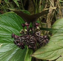 Tacca palmatifida inflorescence, bracts and flowers, Enrekang, South Sulawesi