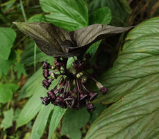 Tacca palmatifida inflorescence, Enrekang, South Sulawesi