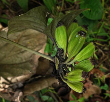 Tacca palmatifida, maturing ribbed fruits, Enrekang, South Sulawesi
