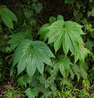 Tacca palmatifida on vertical earth bank, Enrekang, South Sulawesi