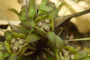 Tacca plantaginea, close up of open flowers, Sai Yok NP, Kanchanaburi, Thailand