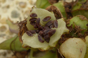 Tacca plantaginea, close up of the brown ribbed seeds inside the open capsule, Sai Yok NP, Kanchanaburi, Thailand
