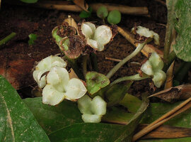 Tacca plantaginea, flower like open capsules after releasing the seeds, quite similar to Thottea flowers, Sai Yok, NP, Kanchanaburi, Thailand