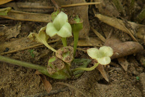 Tacca plantaginea, upwards open capsular fruits empty after releasing the seeds through rain splash dispersal, Sai Yok NP, Kanchanaburi, Thailand