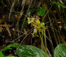Tacca sumatrana, bracts and flowers, Bukittinggi, Sumatra