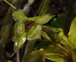 Tacca sumatrana, flower lateral view, Bukittinggi, Sumatra