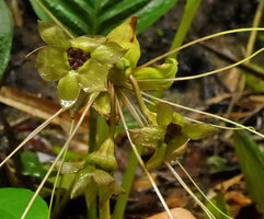 Tacca sumatrana, flowers, Bukittinggi, Sumatra