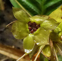Tacca sumatrana, one flower, Bukittinggi, Sumatra
