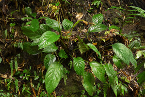 Tacca sumatrana on its vertical limestone shaded habitat, Bukittinggi, Sumatra