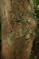 Taeniophyllum fasciola, a leafless Orchid with appressed photosynthetic roots, Biausevu, Viti Levu, Fiji, Aug. 2016