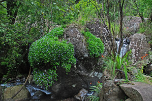 Xerophyta (syn. Talbotia) elegans vegetatively covering a big boulder emerging from forest stream and Crocosmia pearsei on vertical rock face, Monks Cowl, Drakensberg, South Africa