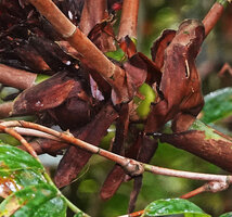 Tapeinochilos sp. nov., brown papyraceous cataphylls axilling the lateral leafy branches, Kwau, 1600 m asl, Arfak Mts, West Papua