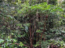 Tapeinochilos beccarii, erect cane brown stems bending down once the top branches increase weight due to permanent production of new leaves, Kwau, 1600 m asl, Arfak Mts, West Papua