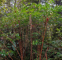 Tapeinochilos sp. nov., erect cane stems producing only cataphylls soon becoming dry and brown, Kwau, 1600 m asl, Arfak Mts, West Papua