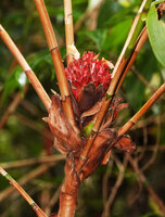 Tapeinochilos sp. nov., large papyraceous cataphylls axilling the top lateral leafy stems and terminal inflorescence also preceded by brown cataphylls, Kwau, 1600 m asl, Arfak Mts, West Papua