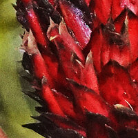 Tapeinochilos sp. nov., long tube of calyx with three apical sharply pointed white lined lobes, Kwau, 1600 m asl, Arfak Mts, West Papua