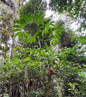 Tapeinochilos sp. nov., spiral phyllotaxy of the top leafy stems, characteristic of most Costaceae, Kwau, 1600 m asl, Arfak Mts, West Papua