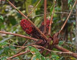 Tapeinochilos sp. nov., two inflorescences at the top of the cane stem, just above the radiating lateral leafy branches, Kwau, 1600 m asl, Arfak Mts, West Papua