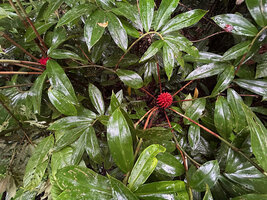Tapeinochilos beccarii, flowering stems with many radiating branched just under the terminal inflorescence, Malagufuk, 200 m asl, Sorong, West Papua