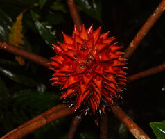 Tapeinochilos beccarii, inflorescence with spirally distributed flowers, Malagufuk, 200 m asl, Sorong, West Papua
