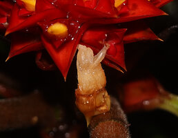 Tapeinochilos beccarii, old decaying flower, Malagufuk, 200 m asl, Sorong, West Papua