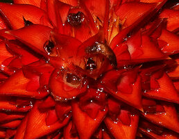 Tapeinochilos beccarii, some brown decaying corollas and persisting red bracts and three lobed calyx, Malagufuk, 200 m asl, Sorong, West Papua