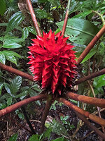 Tapeinochilos beccarii, terminal solitary inflorescence, Malagufuk, 200 m asl, Sorong, West Papua