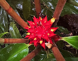 Tapeinochilos beccarii, yellow pointed flower buds emerging from sharply pointed bracts, Malagufuk, 200 m asl, Sorong, West Papua