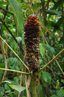 Tapeinochilos cf. salomonensis, decaying inflorescence with reddish brown bracts, some new flowers still attearing at the top, Tenaru Falls, Guadalcanal, Solomon Islands