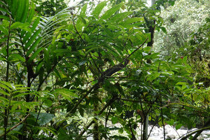 Tapeinochilos cf. salomonensis on a steep earth bank just above a forest stream, Imbu Rano, Kolombangara, Solomon Islands