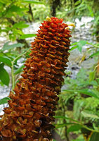 Tapeinochilos, maybe the elusive T. salomonensis, inflorescence, Imbu Rano, Kolombangara, Solomon Islands