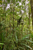 Tapeinosperma megaphyllum, a monocaulous litter trapping treelet in the forest understory, Waisali, Vanua Levu, Fiji