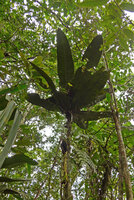 Tapeinosperma megaphyllum, a monocaulous litter trapping treelet with dark green leaves, Waisali, Vanua Levu, Fiji