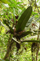 Tapeinosperma megaphyllum, litter accumulation in the apical rosette, Waisali, Vanua Levu, Fiji