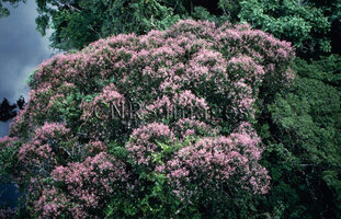 Taralea oppositifolia flowering in the forest canopy, photo by Patrick Blanc for CNRS phototheque, taken from the Radeau des Cimes, French Guyana, Oct. 1989