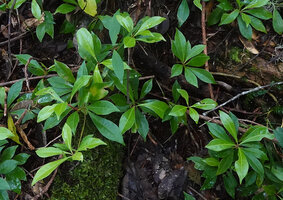 Tasmannia beccariana, reddish stems and decurrent leaf blades, Kwau, Arfak Mts, 1600 m asl, West Papua