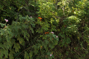Tecoma nyassae and Dombeya burgessiae on a vertical rocky bank, Zomba, Malawi