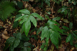 Tectaria pleiosora, Poring, 500 m asl, Mt Kinabalu NP, Sabah, Borneo