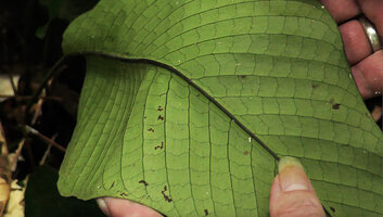 Tectaria pleiosora, venation, Poring, 500 m asl, Mt Kinabalu NP, Sabah, Borneo