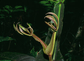 Teijsmanniodendron pteropodum in Borneo