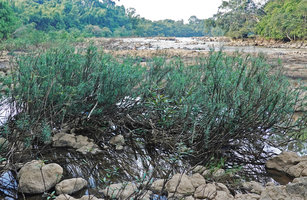 Telectadium dongnaiense as a dense rheophytic population in the rocky riverbed with one Homonoia riparia individual in the middle, Ben Cu rapids, Dong Nai river, Cat Tien NP, Vietnam