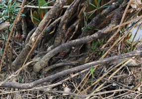 Telectadium dongnaiense, basal ramification, Ben Cu rapids, Dong Nai river, Cat Tien NP, Vietnam
