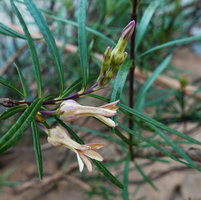 Telectadium dongnaiense, buds and withering flowers, Ben Cu rapids, Dong Nai river, Cat Tien NP, Vietnam