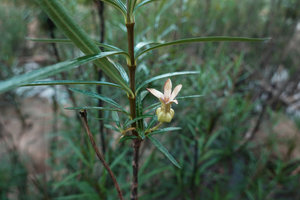 Telectadium dongnaiense, flower and verticillate linear leaves, Ben Cu rapids, Dong Nai river, Cat Tien NP, Vietnam