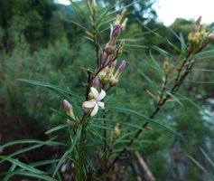 Telectadium dongnaiense, flowering branch, Ben Cu rapids, Dong Nai river, Cat Tien NP, Vietnam
