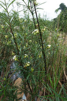 Telectadium dongnaiense, flowering stems, Ben Cu rapids, Dong Nai river, Cat Tien NP, Vietnam