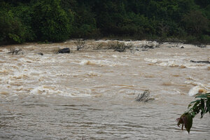Telectadium dongnaiense, population totally submerged during spate just after a haevy storm, Ben Cu rapids, Dong Nai river, Cat Tien NP, Vietnam