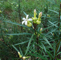 Telectadium dongnaiense, terminal inflorescence, Ben Cu rapids, Dong Nai river, Cat Tien NP, Vietnam